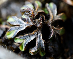 Riccia beyrichiana