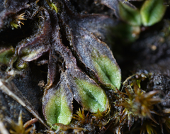 Riccia beyrichiana