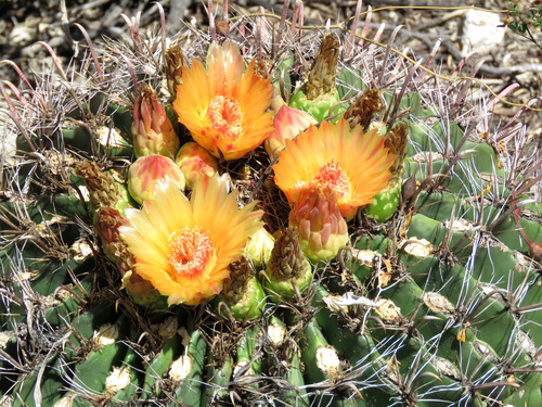 Bellota Trail #15