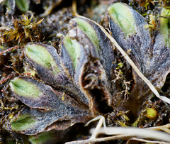 Riccia beyrichiana