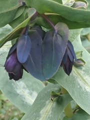 Cerinthe major