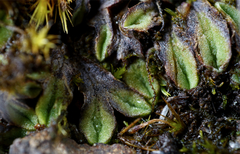 Riccia beyrichiana
