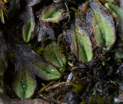 Riccia beyrichiana