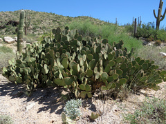 Opuntia microdasys