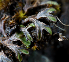 Riccia beyrichiana