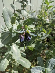 Cerinthe major