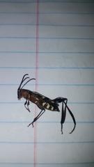 Euryscelis suturalis