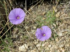 Ipomoea ternifolia