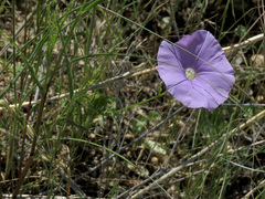 Ipomoea ternifolia