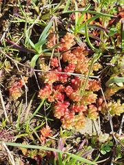 Sedum cespitosum