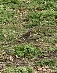 Turdus pilaris