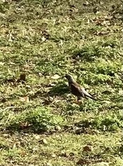 Turdus pilaris