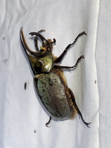 Grant's Hercules Beetle photo 3
