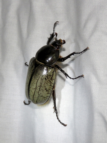 Grant's Hercules Beetle photo 4