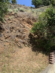 Masticophis lateralis euryxanthus