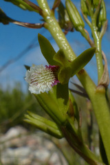 Eulophia tristis
