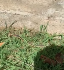 Masticophis lateralis euryxanthus