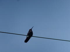 Anthracothorax prevostii