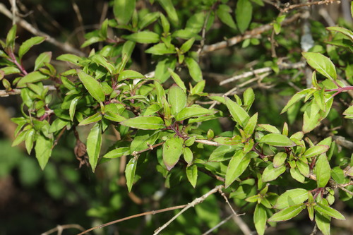 Fuchsia magellanica
