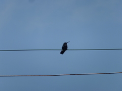 Anthracothorax prevostii