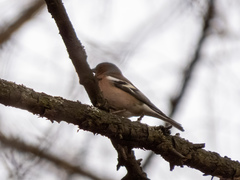 Fringilla coelebs