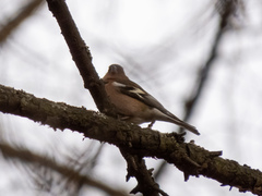 Fringilla coelebs