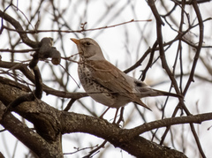 Turdus pilaris