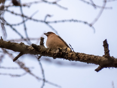 Fringilla coelebs