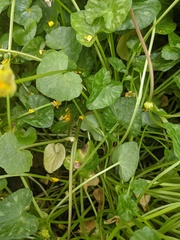 Ficaria verna bulbilifera