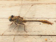 Phanogomphus cavillaris