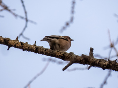 Fringilla coelebs