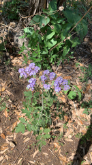 Phacelia congesta