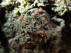 Bacidia rubella