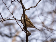 Fringilla coelebs