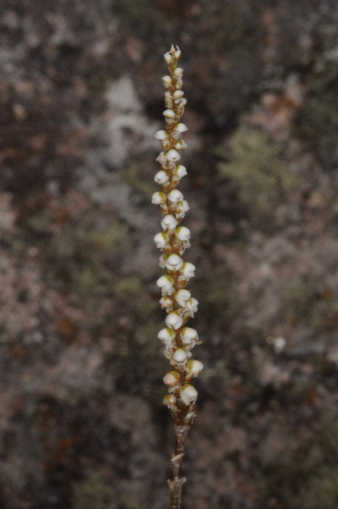 Aa achalensis
