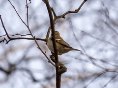 Fringilla coelebs
