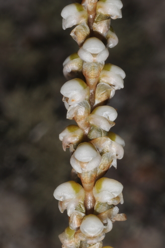 Image of Aa achalensis by (c) aacocucci, some rights reserved (CC BY)