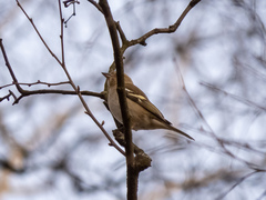 Fringilla coelebs