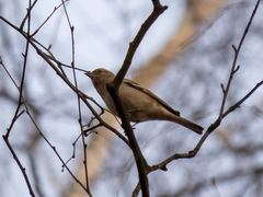 Fringilla coelebs