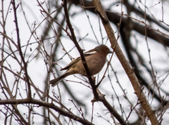 Fringilla coelebs
