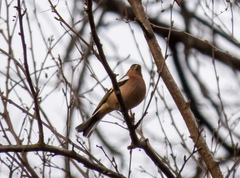 Fringilla coelebs