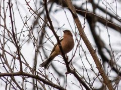 Fringilla coelebs