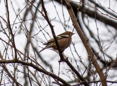 Fringilla coelebs