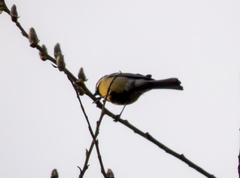 Parus major