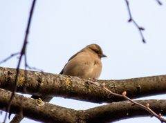 Fringilla coelebs