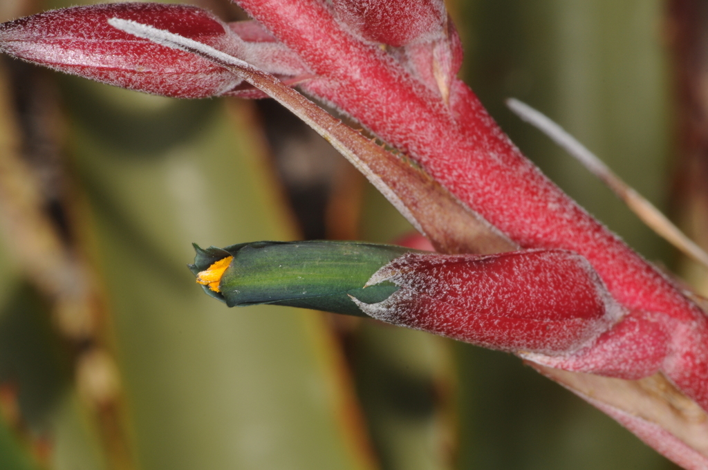 Puya spathacea