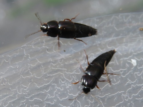 Tachinus rufipes, Leidschendam, Nederland, photo 3 of 10