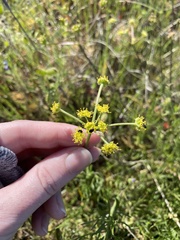 Lomatium caruifolium denticulatum