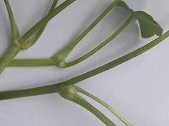 Ficaria verna bulbilifera