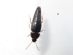 Tachinus rufipes